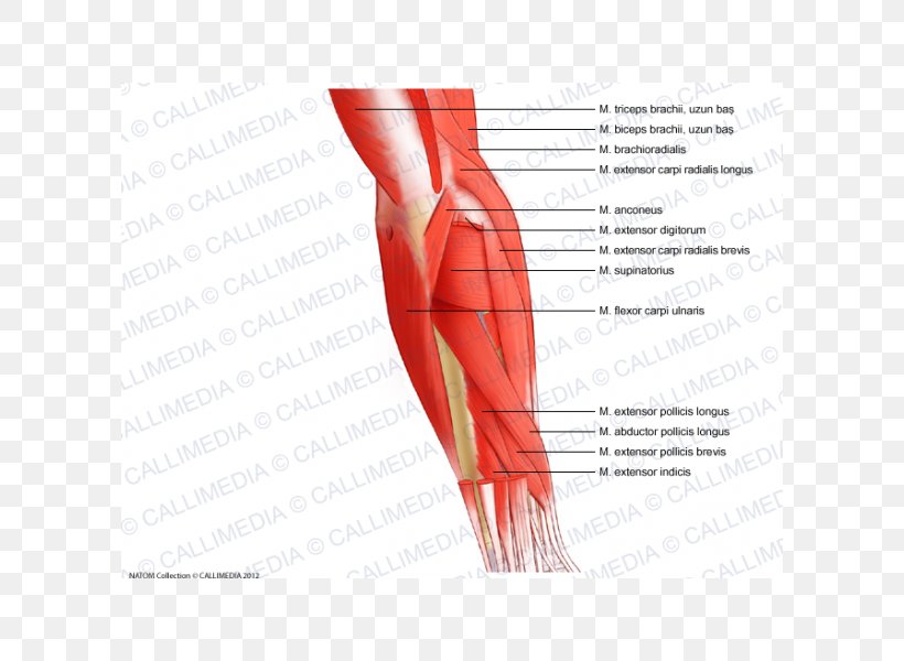 Thumb Elbow Muscle Forearm Anatomy, PNG, 600x600px, Watercolor, Cartoon, Flower, Frame, Heart Download Free