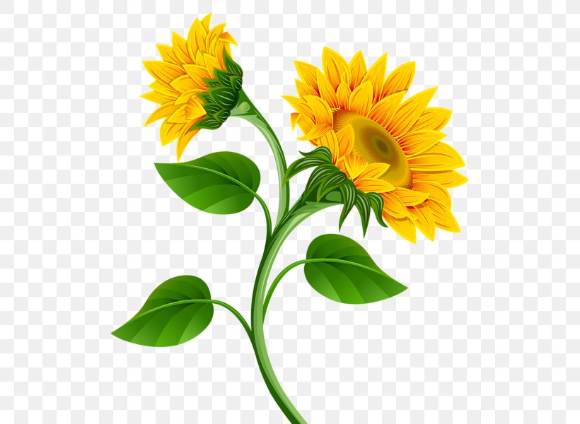 Common Sunflower Clip Art, PNG, 537x600px, Common Sunflower, Annual Plant, Art, Calendula, Cut Flowers Download Free