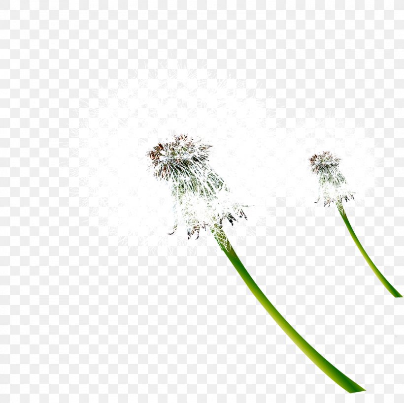 Dandelion Download Plant, PNG, 1501x1500px, Dandelion, Designer, Flower, Google Images, Grass Download Free