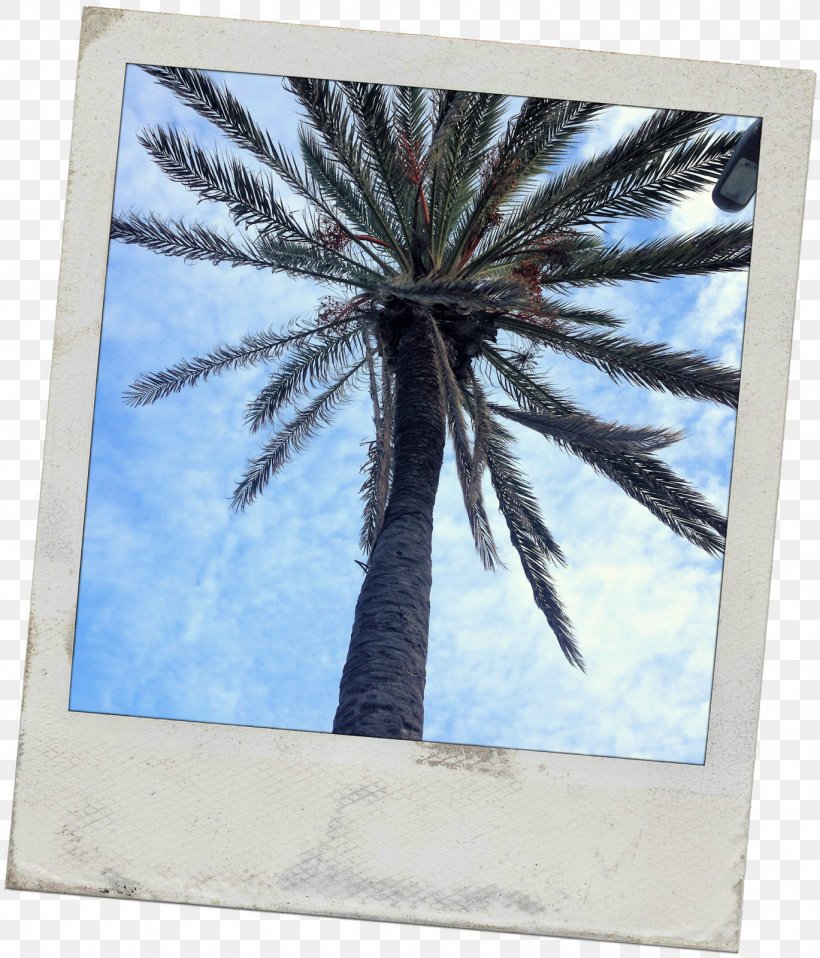Date Palm Picture Frames Microsoft Azure Arecaceae Sky Plc, PNG, 1369x1600px, Date Palm, Arecaceae, Arecales, Microsoft Azure, Palm Tree Download Free