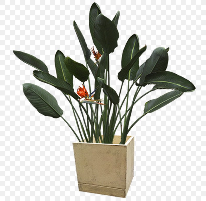 Flowerpot Plant Clip Art, PNG, 800x800px, Flowerpot, Aloe Vera, Arecaceae, Flower, Flowering Plant Download Free