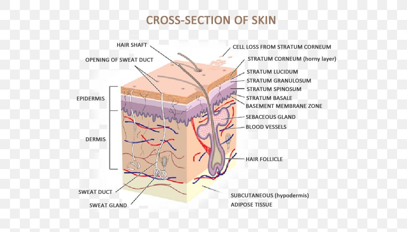 Human Skin Anatomy The Skin And Common Disorders Human Body, PNG, 536x467px, Watercolor, Cartoon, Flower, Frame, Heart Download Free