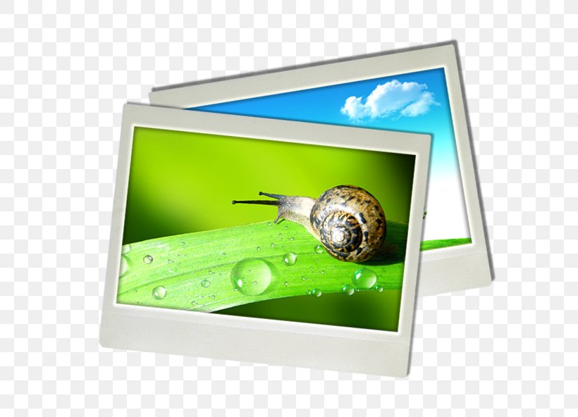 Paper Orthogastropoda, PNG, 591x592px, Paper, Grass, Green, Multimedia, Orthogastropoda Download Free