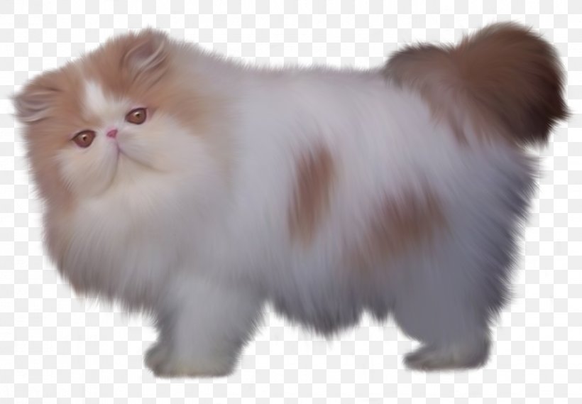 Persian Cat British Semi-longhair Minuet Cat Turkish Angora Siamese Cat, PNG, 1429x993px, Persian Cat, Animal, British Semi Longhair, British Semilonghair, Carnivoran Download Free