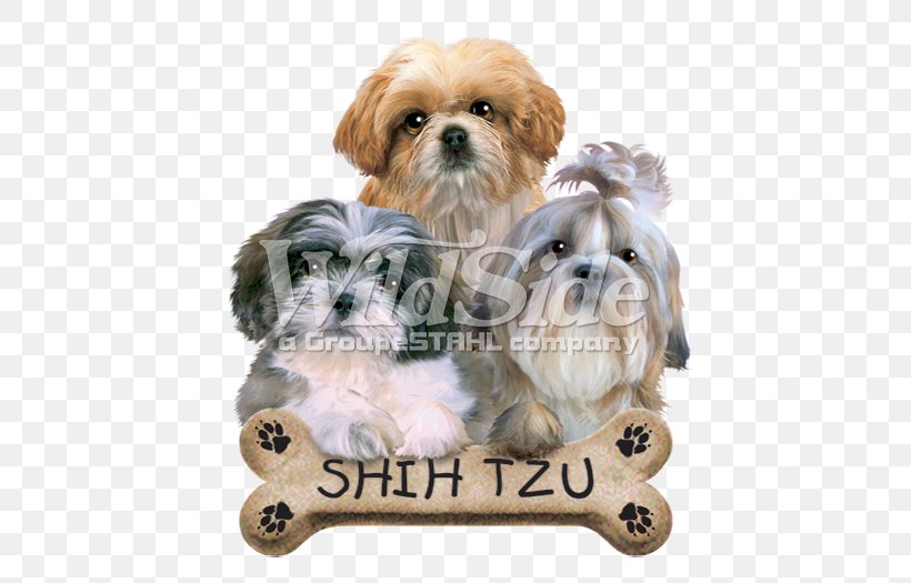 Shih Tzu Puppy Golden Retriever Chihuahua English Cocker Spaniel, PNG, 525x525px, Shih Tzu, American Kennel Club, Animal, Breed, Carnivoran Download Free