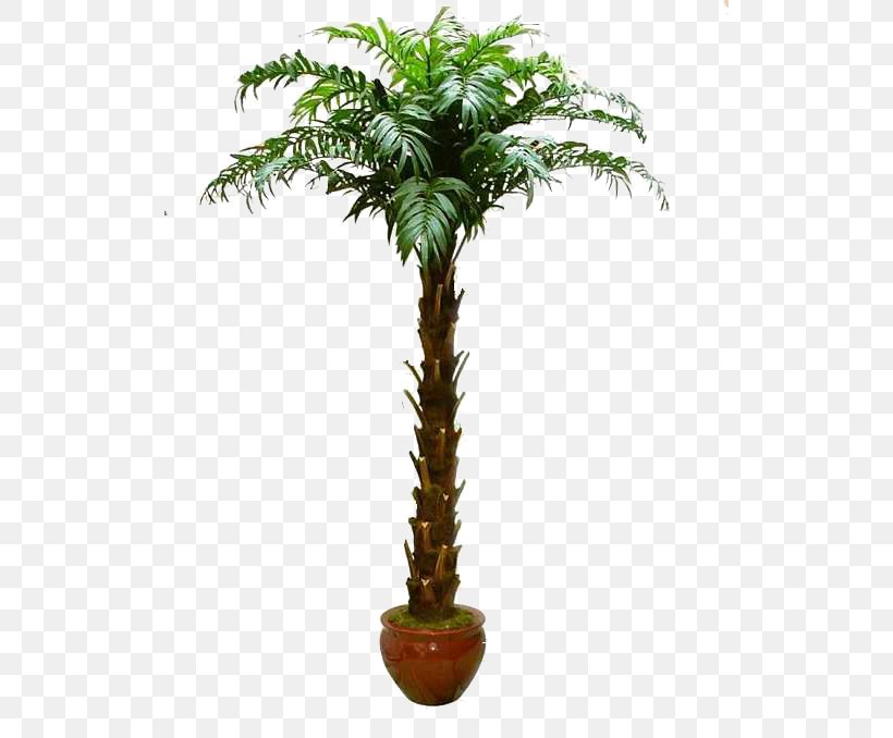 Arecaceae Tree Bonsai Washingtonia Filifera Greening, PNG, 518x678px, Arecaceae, Arecales, Coconut, Date Palm, Evergreen Download Free