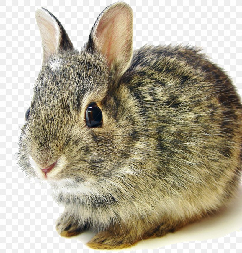 Flemish Giant Rabbit Mini Lop Netherland Dwarf Rabbit Eastern Cottontail, PNG, 1277x1333px, Flemish Giant Rabbit, Animal, Cat, Cottontail Rabbit, Domestic Rabbit Download Free