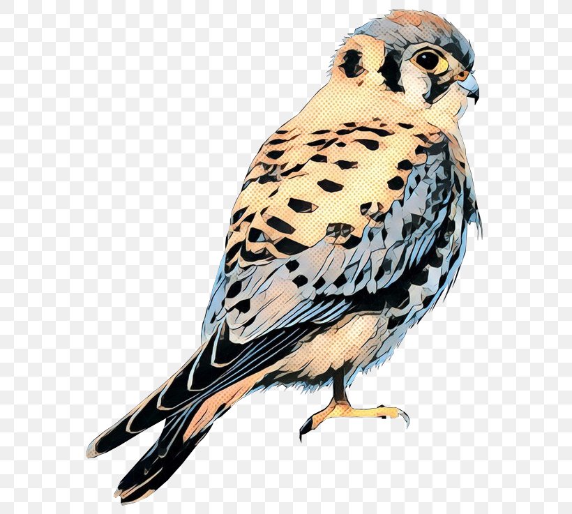 Owl Beak Hawk Feather Fauna, PNG, 600x737px, Owl, Beak, Bird, Bird Of Prey, Falcon Download Free