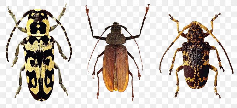 Varied Carpet Beetle Pixabay, PNG, 1280x585px, Beetle, Arthropod, Black Carpet Beetle, Chitin, Fly Download Free