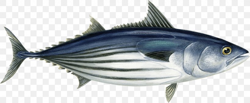 Atlantic Bonito Bigeye Tuna Skipjack Tuna Atlantic Bluefin Tuna Scombridae, PNG, 972x404px, Atlantic Bonito, Albacore, Atlantic Bluefin Tuna, Bigeye Tuna, Bonito Download Free