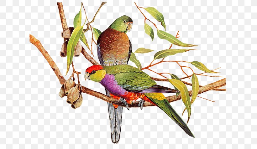 Bird Watercolor Painting Parrot Art, PNG, 650x476px, Bird, Art, Beak, Bird Supply, Common Pet Parakeet Download Free