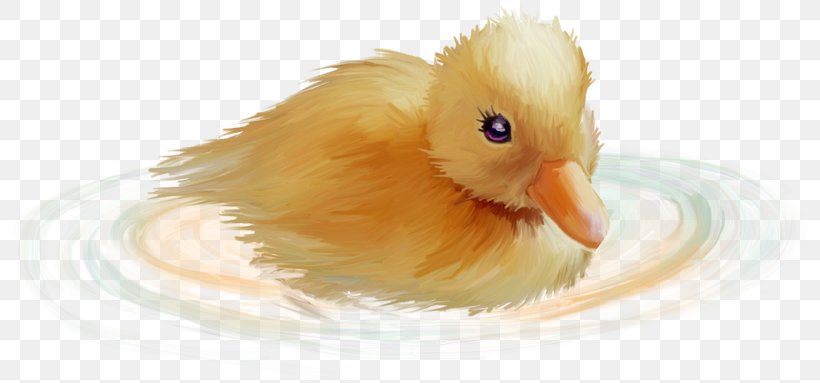 Duck Clip Art, PNG, 800x383px, Duck, Animal, Beak, Bird, Chicken Download Free