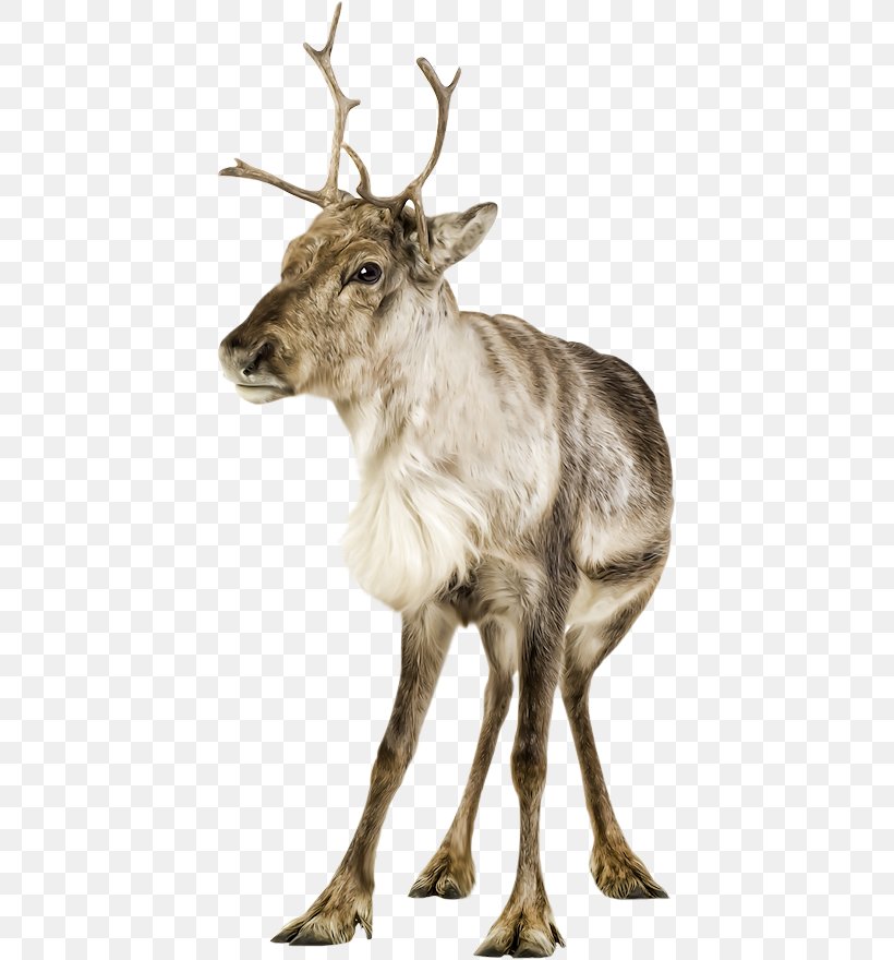 Reindeer Elk White-tailed Deer Clip Art, PNG, 423x880px, Reindeer, Animal, Antler, Blacktailed Deer, Deer Download Free