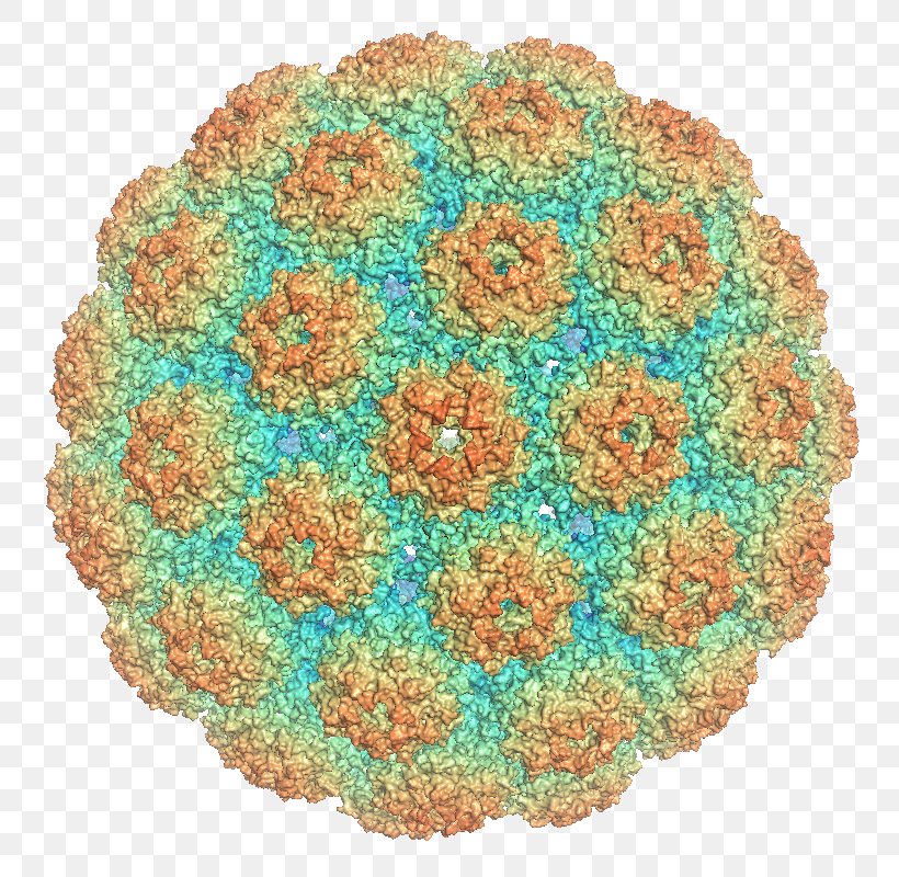 Polyomaviridae Major Capsid Protein VP1 Murine Polyomavirus, PNG, 800x800px, Polyomaviridae, Aqua, Capsid, Cell, Crochet Download Free
