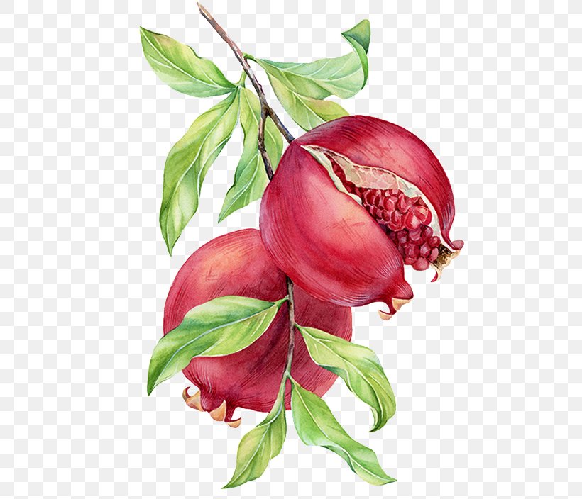 Watercolor Painting Pomegranate Drawing, PNG, 543x704px, Watercolor Painting, Auglis, Drawing, Flower, Food Download Free
