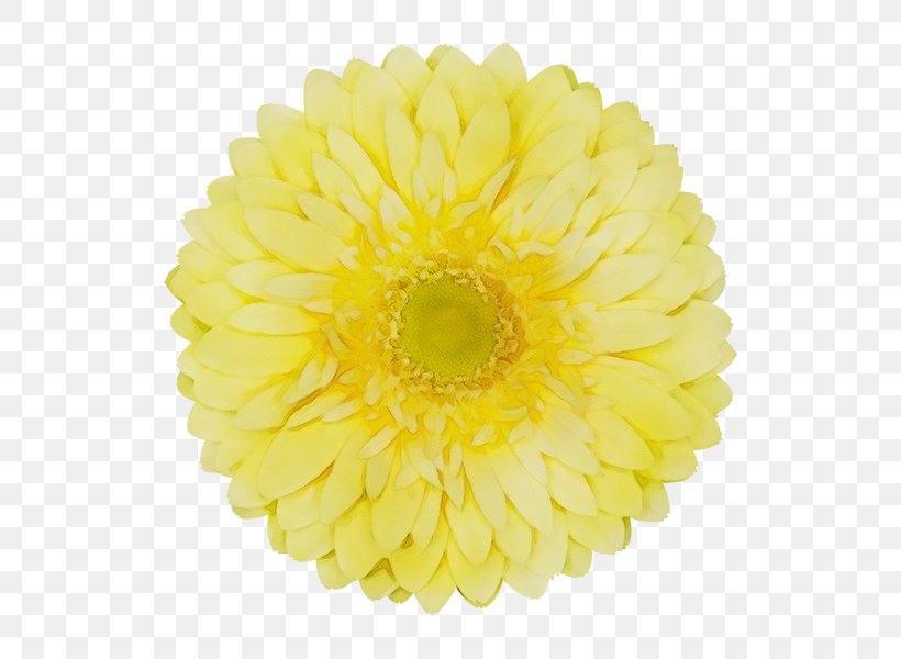 Yellow Gerbera Flower Cut Flowers Petal, PNG, 600x600px, Watercolor, Barberton Daisy, Cut Flowers, English Marigold, Flower Download Free