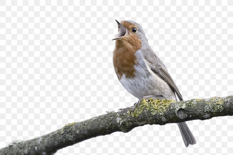 Common Nightingale House Sparrow Finches American Sparrows Birds, PNG, 2100x1400px, Common Nightingale, American Sparrows, Beak, Birds, Cartoon Download Free