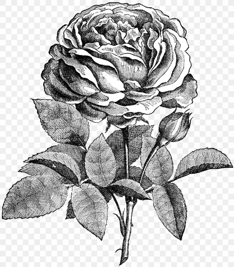 Drawing Flower Rose Sketch, PNG, 1399x1600px, Drawing, Art, Artwork ...