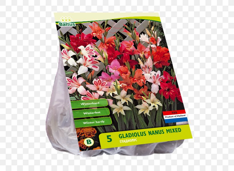 Flower Bouquet Cut Flowers Parrot Tulips, PNG, 800x600px, Flower Bouquet, Cut Flowers, Flower, Gladiolus, Parakeet Download Free
