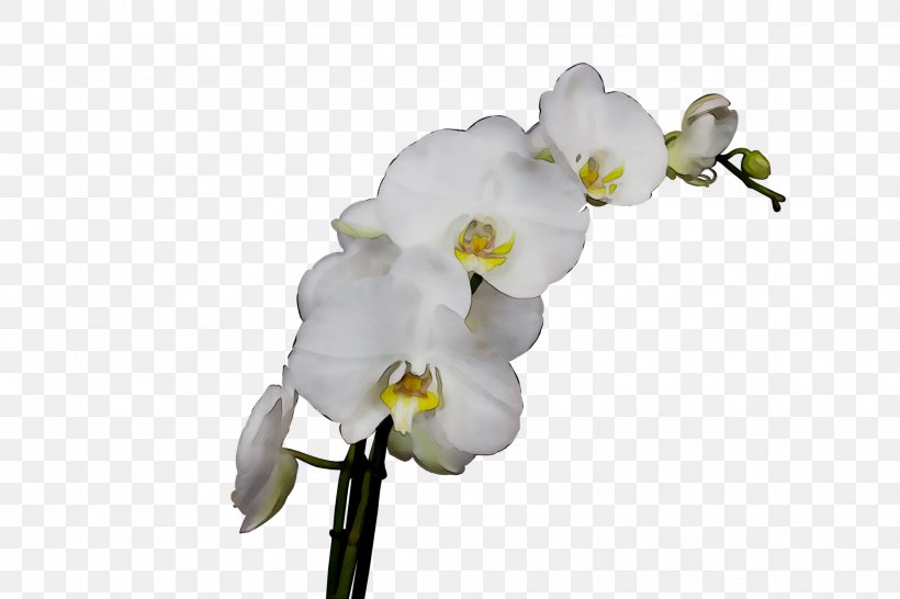 Moth Orchids Cut Flowers Plant Stem, PNG, 2232x1488px, Moth Orchids, Blossom, Branch, Cut Flowers, Dendrobium Download Free
