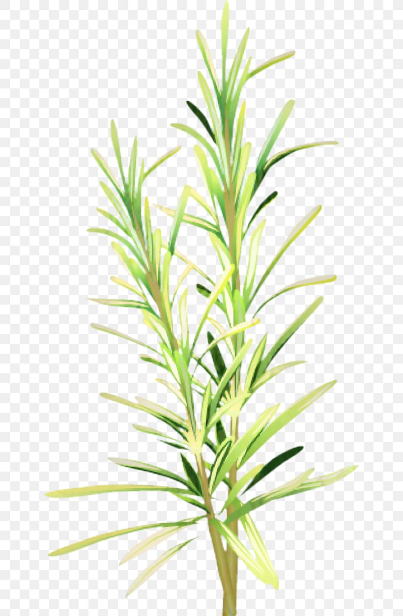 Plant Stem Grasses Leaf Herbalism, PNG, 640x1254px, Plant Stem, Botany, Flower, Flowering Plant, Grass Download Free