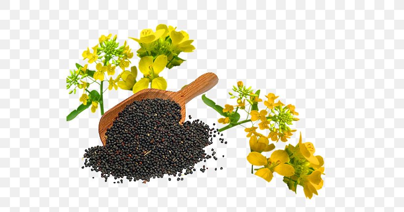 Canola Oil Rapeseed Cooking Oils, PNG, 605x430px, Canola Oil, Colza Oil, Cooking, Cooking Oils, Flowerpot Download Free