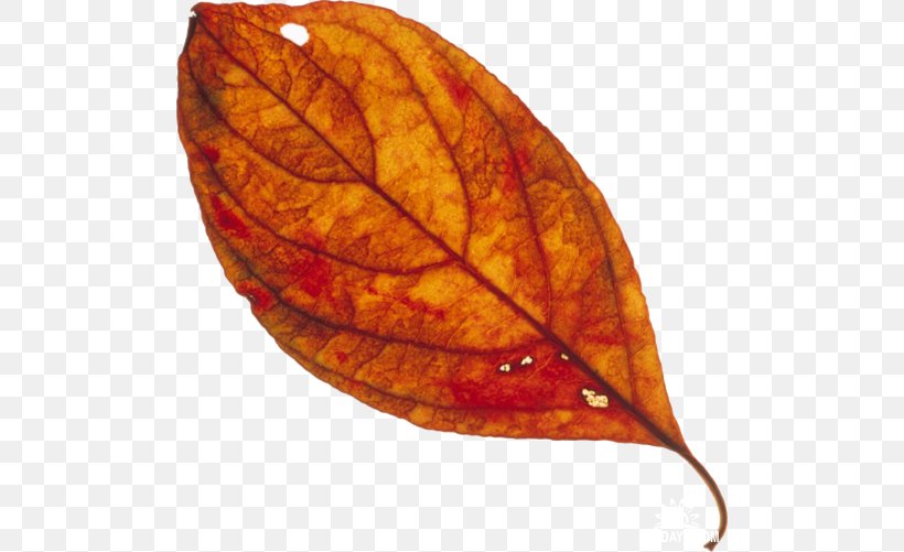 Leaf Clip Art, PNG, 500x501px, Leaf, Autumn, Child, Family, Hobby Download Free