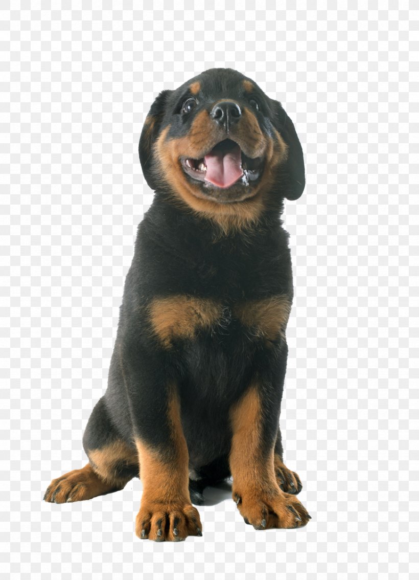 Puppy Rottweiler Jack Russell Terrier Labrador Retriever Photography, PNG, 871x1205px, Puppy, Ancient Dog Breeds, Carnivoran, Companion Dog, Dog Download Free