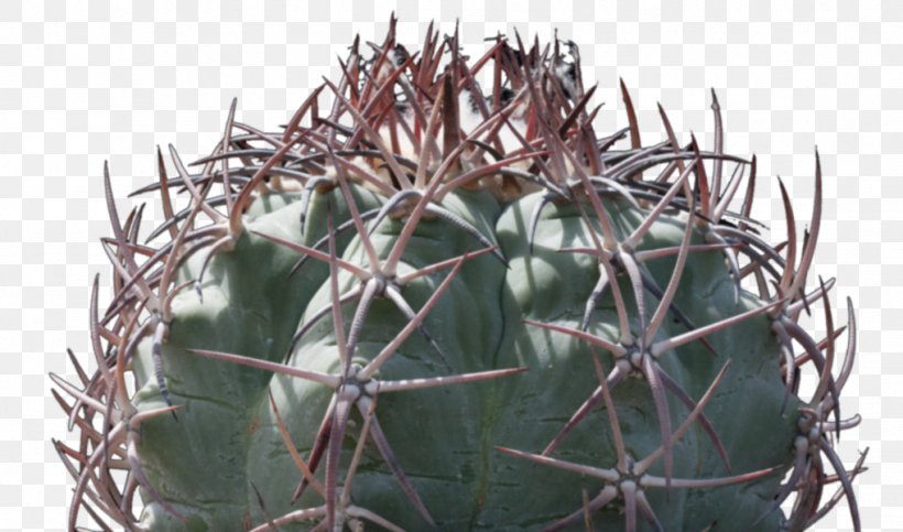 Strawberry Hedgehog Cactus Citroën Cactus M Thorns, Spines, And Prickles, PNG, 1018x600px, Strawberry Hedgehog Cactus, Cactus, Caryophyllales, Flowering Plant, Hedgehog Cactus Download Free