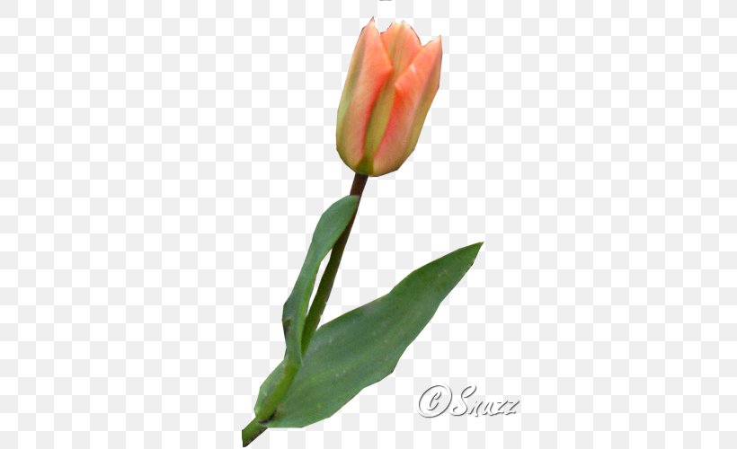 Tulip Petal Plant Stem Bud, PNG, 500x500px, Tulip, Bud, Flower, Flowering Plant, Petal Download Free