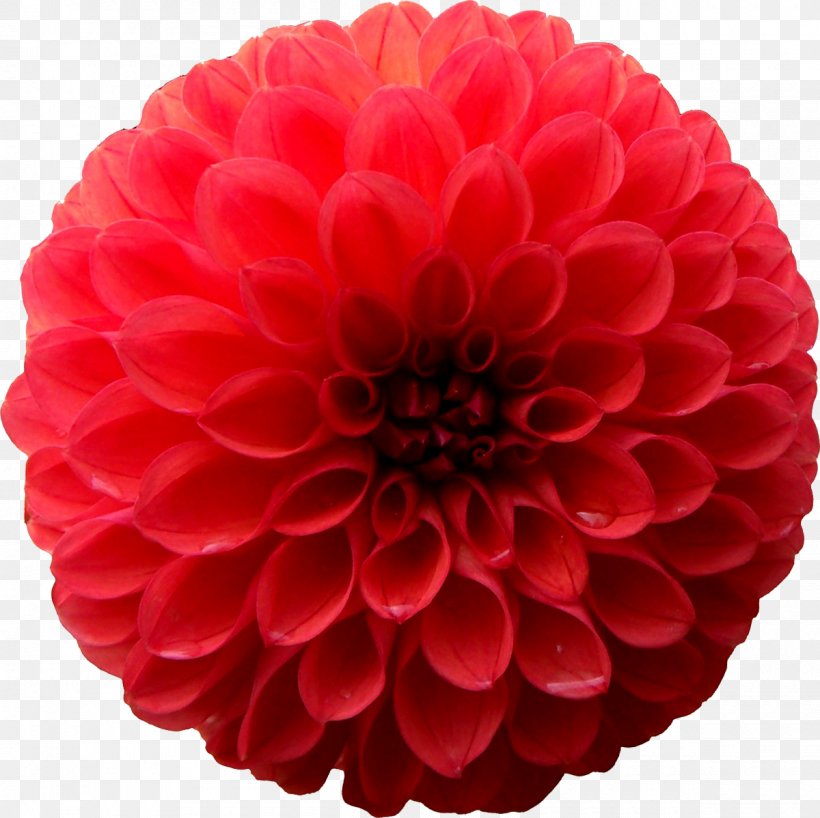 Dahlia Photography Chrysanthemum, PNG, 1200x1198px, Dahlia, Chrysanthemum, Chrysanths, Collage, Cut Flowers Download Free