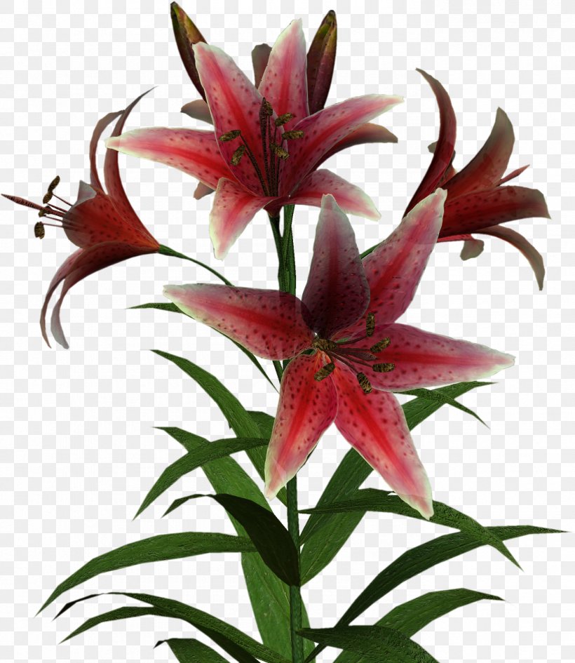 Flower Lilium Clip Art, PNG, 1387x1600px, Flower, Cdr, Drawing, Flowering Plant, Lilium Download Free