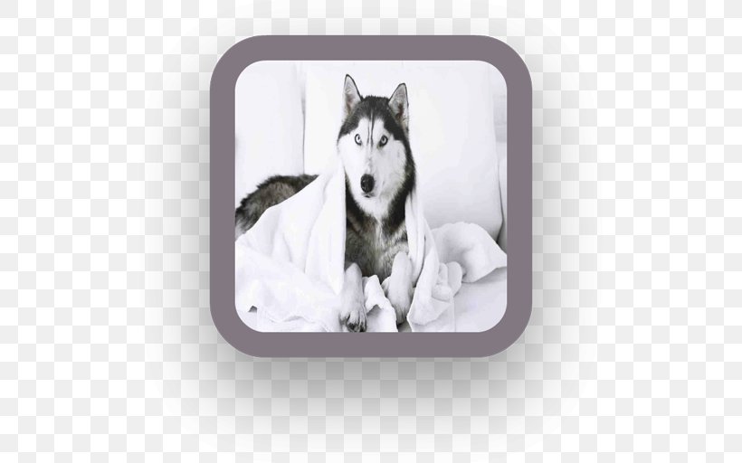 Miniature Siberian Husky Sakhalin Husky Alaskan Malamute Puppy, PNG, 512x512px, Miniature Siberian Husky, Alaskan Husky, Alaskan Klee Kai, Alaskan Malamute, Android Download Free