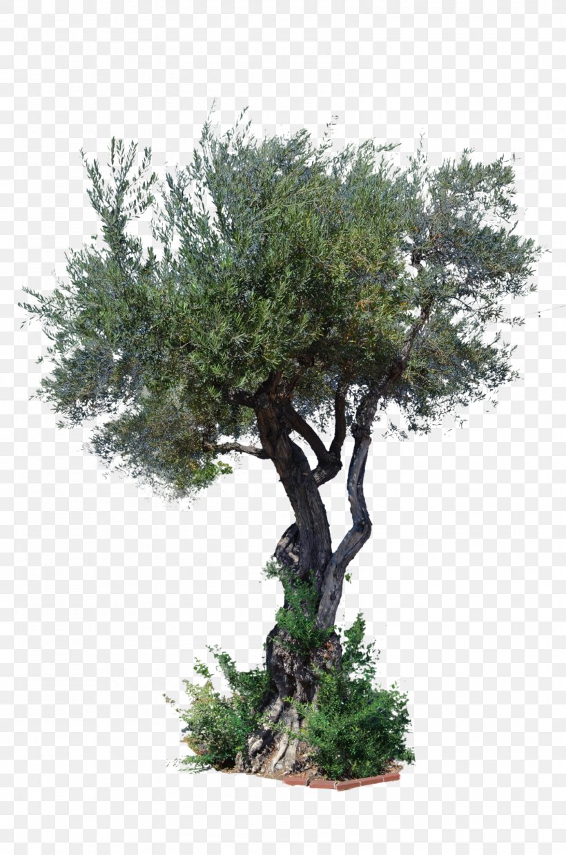 Stock Photography Tree Art, PNG, 1600x2416px, Stock Photography, Art, Artist, Bonsai, Branch Download Free