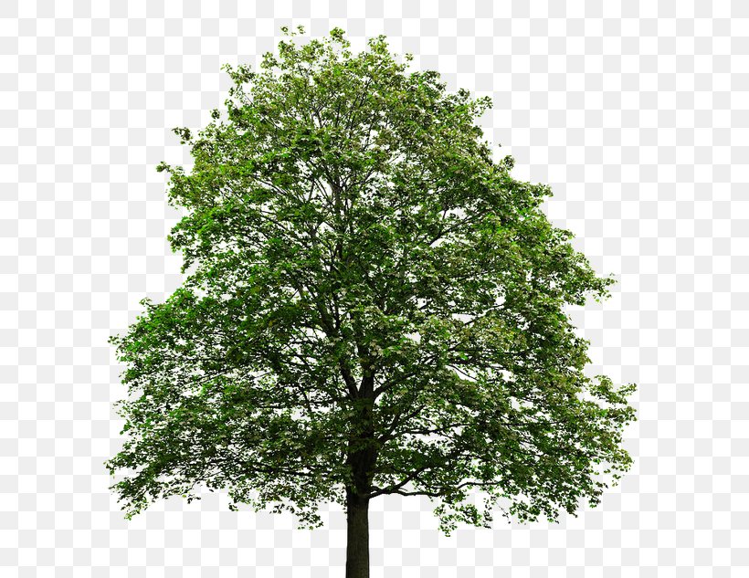 Tree Maple Leaf Sugar Maple Japanese Maple Png 624x633px Tree Autumn Branch Green Japanese Maple Download Brown maple leaf illustration, autumn leaf color maple leaf, red leaves transparent background png clipart. tree maple leaf sugar maple japanese