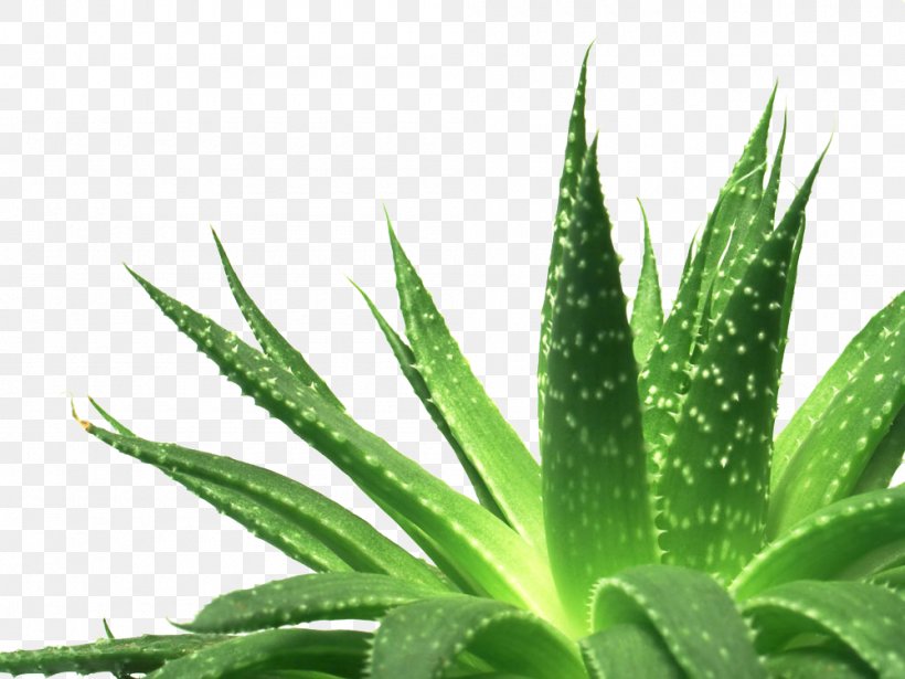 Aloe Vera Aloe Polyphylla Succulent Plant Gel, PNG, 1000x751px, Aloe Vera, Aloe, Aloe Polyphylla, Burn, Dermatitis Download Free