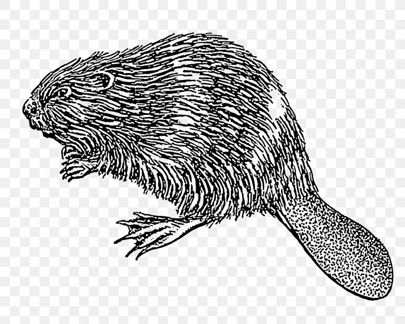Drawing Clip Art, PNG, 2245x1796px, Drawing, American Beaver, Art, Beaver, Black And White Download Free