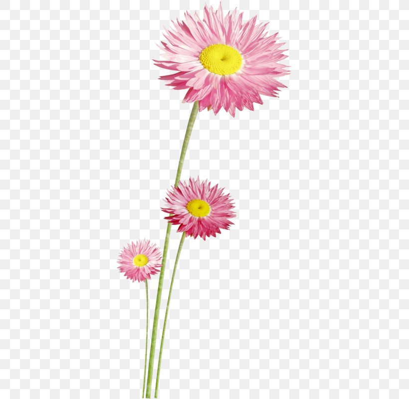 Scrapbooking Drawing Work Of Art, PNG, 352x800px, Scrapbooking, Annual Plant, Aster, Chrysanths, Daisy Download Free