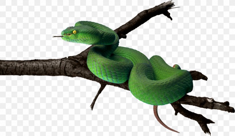 Snake Vipers Clip Art, PNG, 827x480px, Snake, Amphibian, Beak, Fauna, Frog Download Free