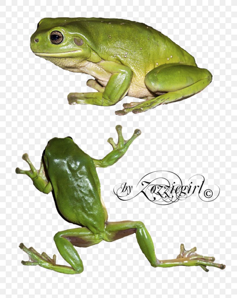 True Frog Tree Frog Toad Terrestrial Animal, PNG, 774x1032px, True Frog, Amphibian, Animal, Fauna, Frog Download Free