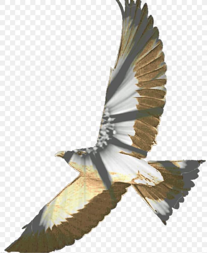 Bird Of Prey, PNG, 1024x1253px, Bird, Accipitriformes, Animal, Beak, Bird Of Prey Download Free