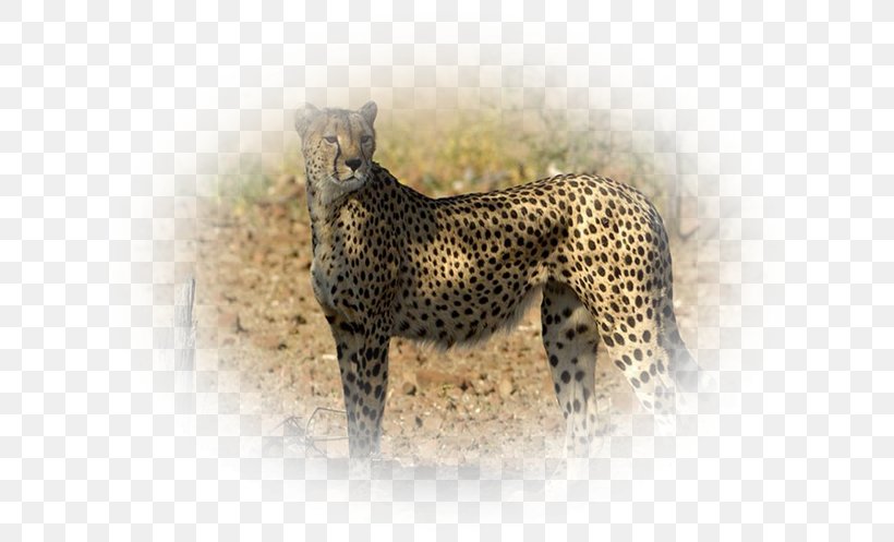 Cheetah Leopard Jaguar Cat Terrestrial Animal, PNG, 651x497px, Cheetah, Animal, Big Cats, Carnivoran, Cat Download Free
