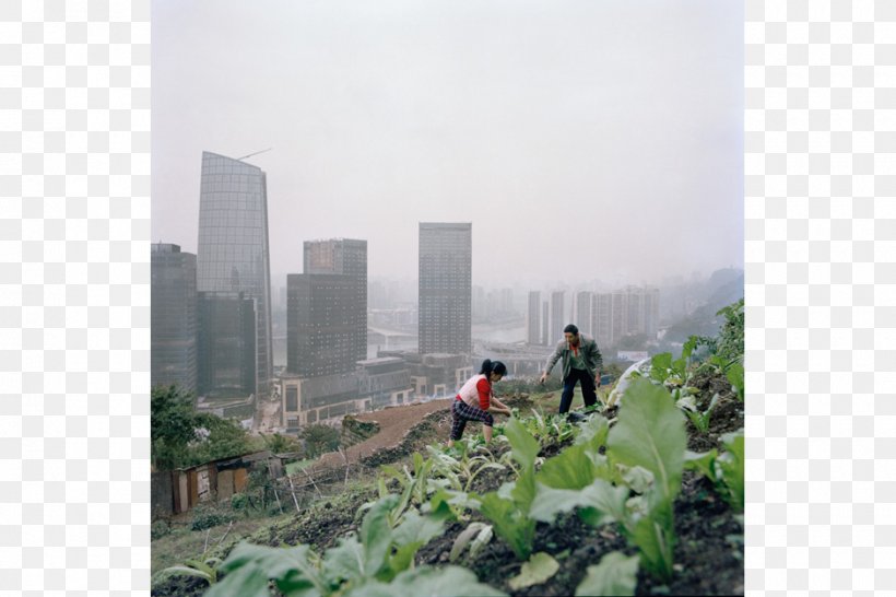 China Urban Agriculture City Farmer: Adventures In Urban Food Growing, PNG, 940x627px, China, Agricultural Land, Agriculture, City, Crop Download Free