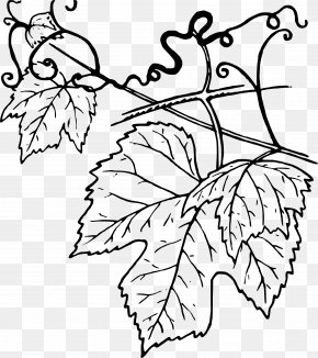 Grape - Common Grape Vine Grape Leaves Wine Clip Art PNG
