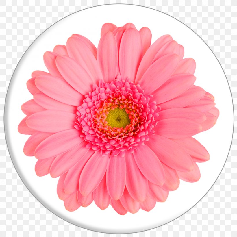 Cut Flowers Chrysanthemum Barberton Daisy Canvas Print, PNG, 1000x1000px, Cut Flowers, Asterales, Avatar, Barberton Daisy, Canvas Download Free