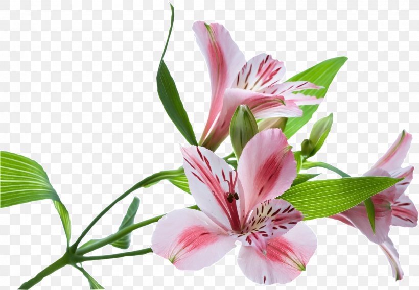 Flower Stock Photography Floral Design Illustration, PNG, 1992x1382px, Flower, Alstroemeriaceae, Bigstock, Cut Flowers, Floral Design Download Free