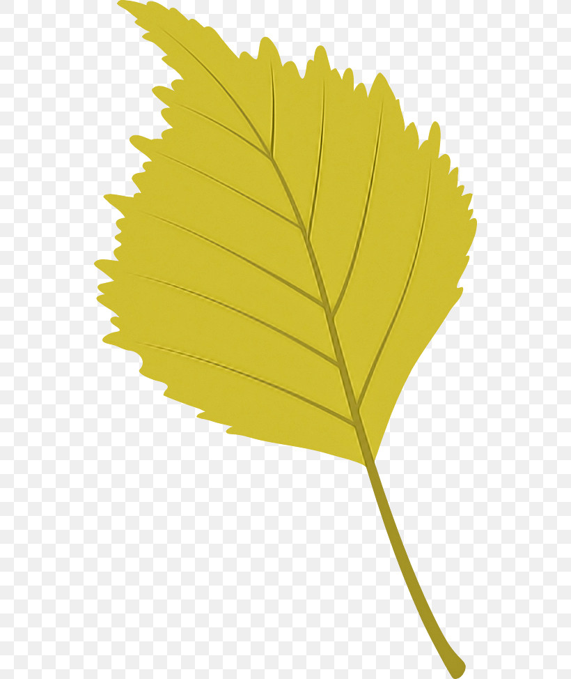 Leaf Plant Stem Flower Yellow Tree, PNG, 550x974px, Leaf, Biology, Flower, Meter, Plant Download Free