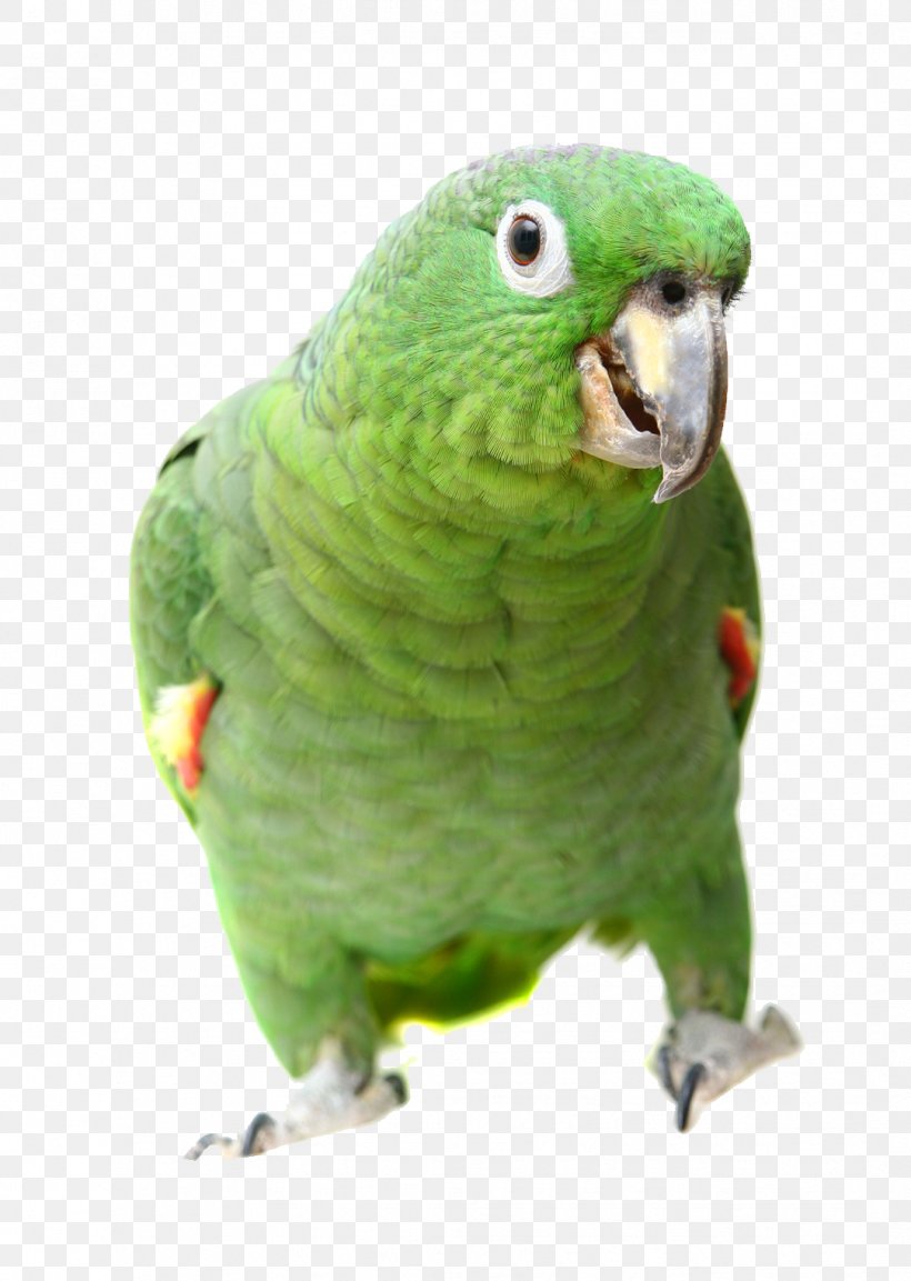 Parrot Southern Mealy Amazon Bird Turquoise-fronted Amazon Yellow-shouldered Amazon, PNG, 1082x1522px, Parrot, Aliexpress, Amazon Parrot, Beak, Bird Download Free