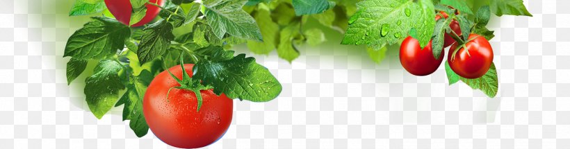 Tomato Tabasco Pepper Sweet And Chili Peppers Malagueta Pepper, PNG, 1424x374px, Tomato, Bell Peppers And Chili Peppers, Chili Pepper, Diet, Diet Food Download Free