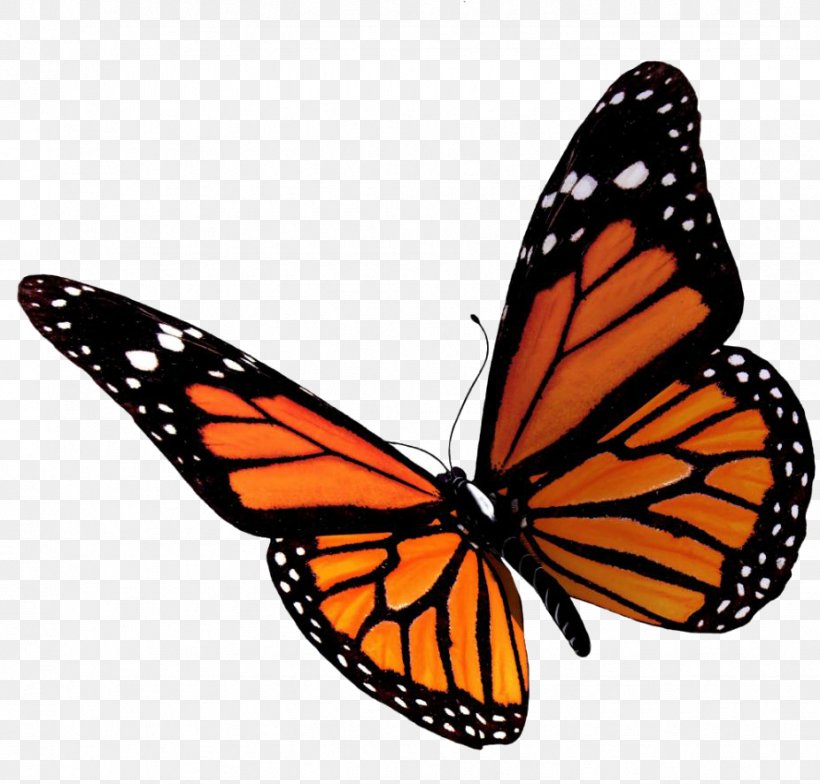 Butterfly Clip Art, PNG, 926x886px, Butterfly, Arthropod, Brush Footed Butterfly, Button, Greta Oto Download Free